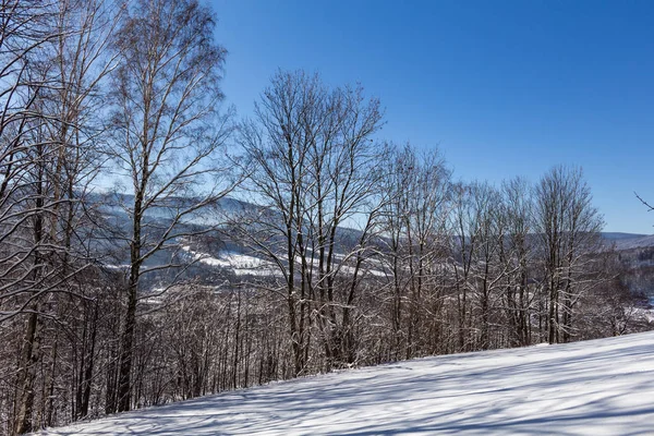 Árboles cubiertos de heladas y nieve en las montañas — Foto de Stock