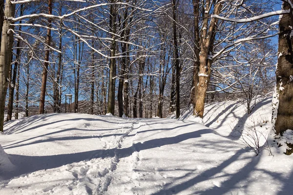Camino de invierno corriendo entre los árboles congelados — Foto de Stock