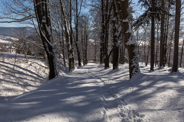 Camino de invierno corriendo entre los árboles congelados — Foto de Stock