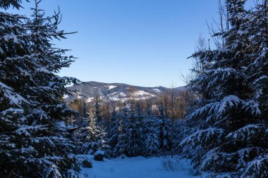 Dağlarda kar ve karla kaplı ağaçlar