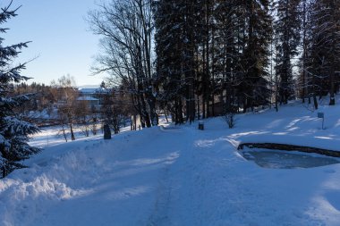 donmuş ağaçlar arasında çalışan kış yol