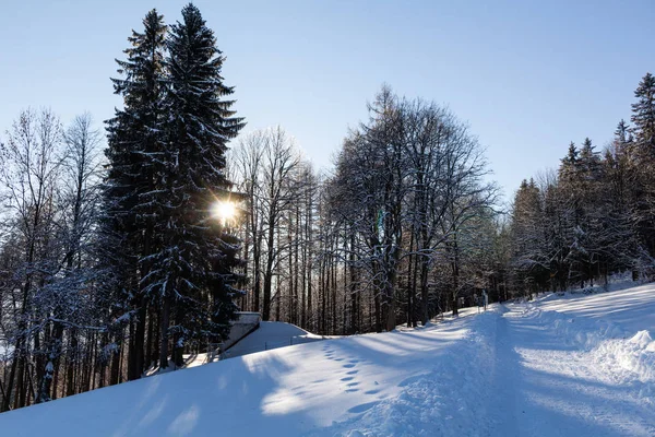 Últimos raios de sol na floresta de inverno . — Fotografia de Stock