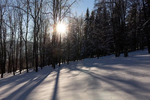 Sunset in the wood between the trees strains in winter period — Stock Photo, Image