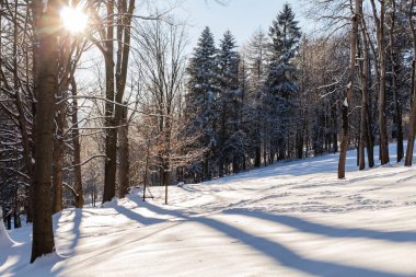 Ağaçların arasında günbatımı kış döneminde süzülür.
