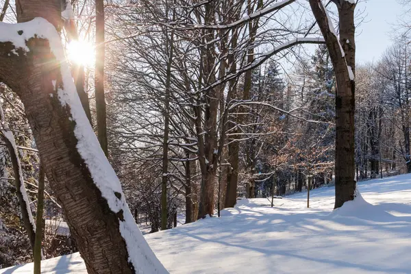 Puesta de sol en el bosque entre las cepas de los árboles en el período de invierno — Foto de Stock