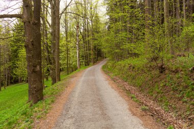 Sabah güzel bir ormanda yol