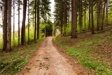 Sabah güzel bir ormanda yol
