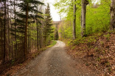 Sabah güzel bir ormanda yol