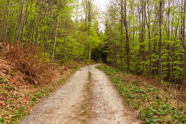 Sabah güzel bir ormanda yol