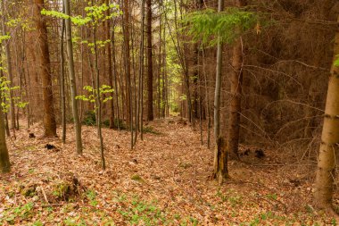 Orman ağaçları içinde görüntülemek