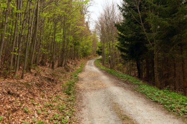 Sabah güzel bir ormanda yol