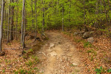 Sabah güzel bir ormanda yol