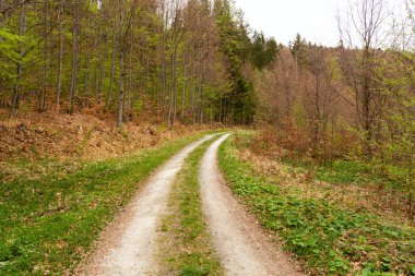 Sabah güzel bir ormanda yol