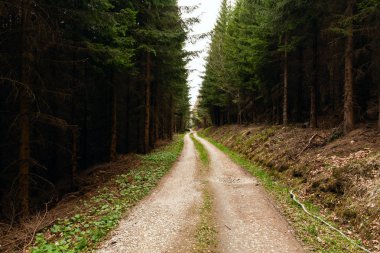 Sabah güzel bir ormanda yol