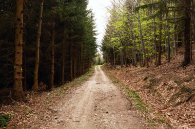 Sabah güzel bir ormanda yol