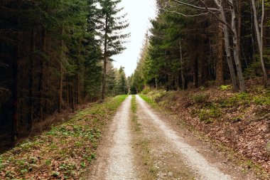 Sabah güzel bir ormanda yol