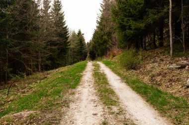 Sabah güzel bir ormanda yol