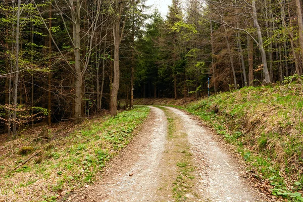 Straße in einem schönen Wald am Morgen — Stockfoto