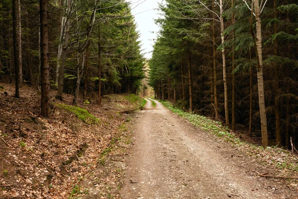 Straße in einem schönen Wald am Morgen — Stockfoto