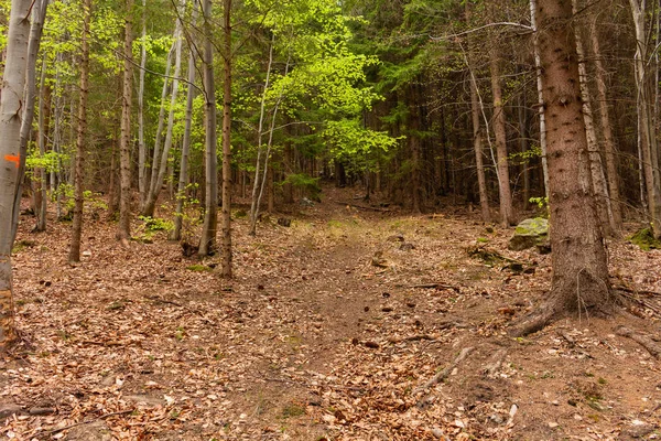 Kijk binnenkant van het bos op de bomen — Stockfoto