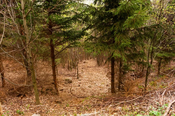 Kijk binnenkant van het bos op de bomen — Stockfoto