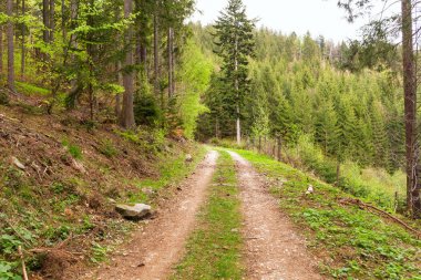 Sabah güzel bir ormanda yol