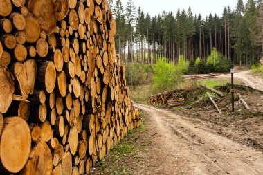 Ormanın içinde çam ağacı nı kes. Genç bir çam ağacının kesiti
