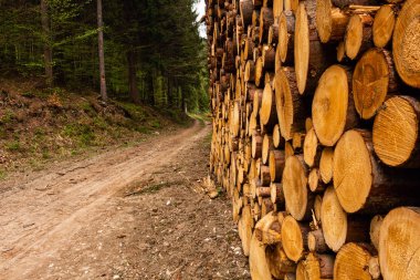 Ormanın içinde çam ağacı nı kes. Genç bir çam ağacının kesiti