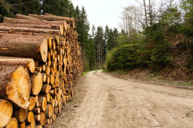 Ormanın içinde çam ağacı nı kes. Genç bir çam ağacının kesiti