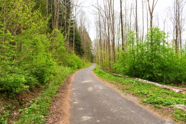 Sabah güzel bir ormanda yol
