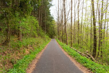 Sabah güzel bir ormanda yol
