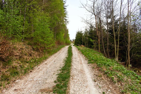 Поза дорогою в лісі. Гірський пейзаж — стокове фото