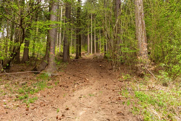 Off-Road in het bos. Berglandschap — Stockfoto