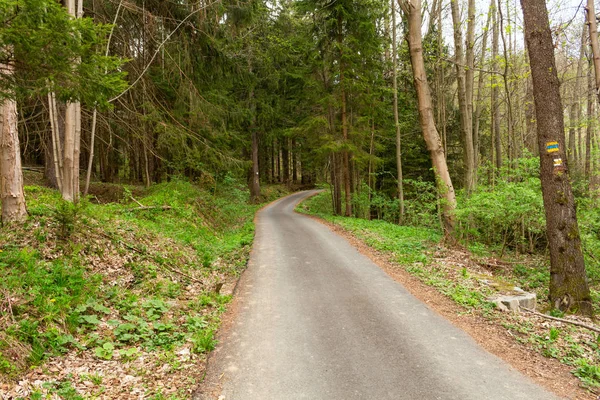 Асфальтова дорога в зеленому лісі — стокове фото