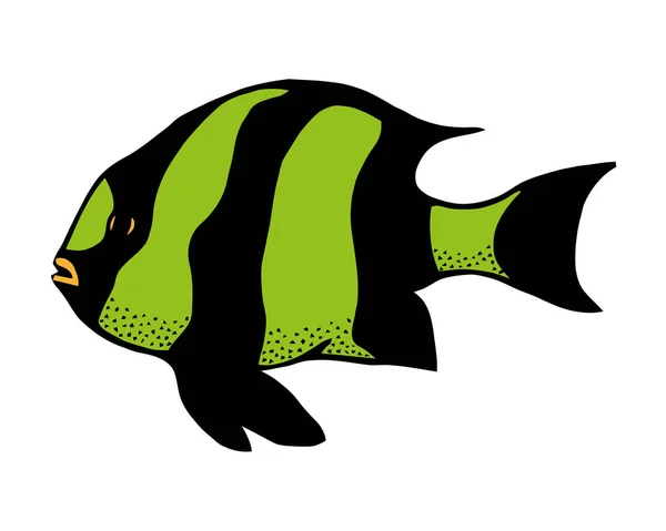 Coral reef tropical fish vector illustration (em inglês). Peixe-marinho vetor isolado sobre fundo branco. Ícone de peixe de aquário . —  Vetores de Stock