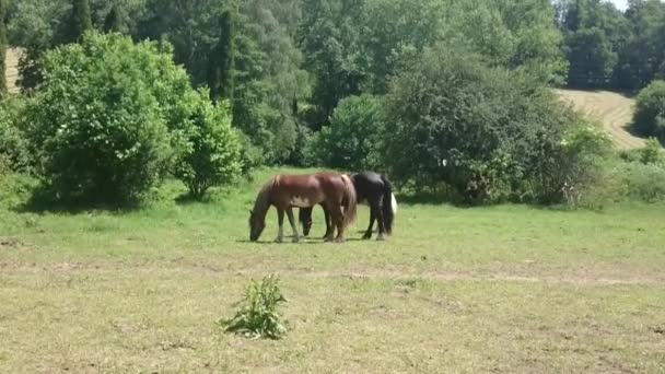 Τρία Άλογα Που Βοσκούν Ανόητο Γρασίδι Πράσινο Γκαζόν Ένα Δάσος — Αρχείο Βίντεο