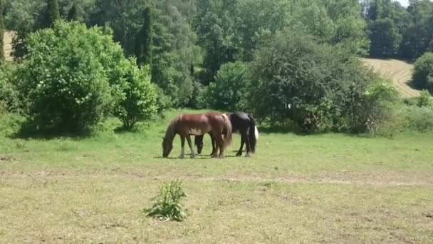 Trois chevaux broutant de l'herbe saphir dans une pelouse verte dans une forêt de bouleaux au printemps 