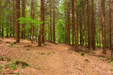 Eski kayın ormanında sonbahar şafağı