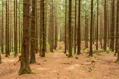 Eski kayın ormanında sonbahar şafağı