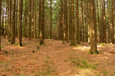 Eski kayın ormanında sonbahar şafağı
