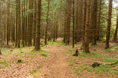 Sonbaharda Sis Ormanı 'nda Güneş ışınlarıyla aydınlatılan patika