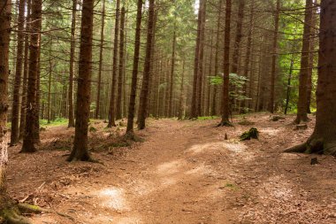 Sonbaharda Sis Ormanı 'nda Güneş ışınlarıyla aydınlatılan patika