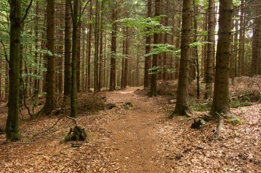 bir orman yolunda sabah ışık düşüyor