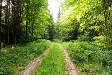 bir orman yolunda sabah ışık düşüyor