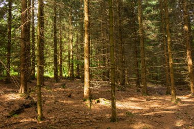 Ön planda çimenler ve orman ağaçlarının arasından parlayan güneş ışığı olan orman ağaçları. Güneşli renkli orman yaz doğa