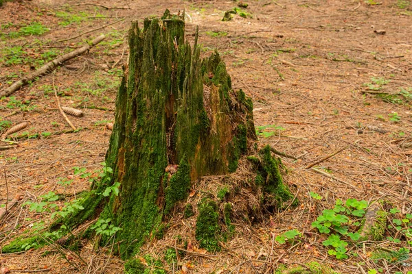 Stump dans la forêt d'automne ... — Photo