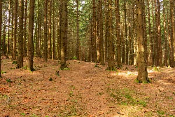 Eski kayın ormanında sonbahar şafağı