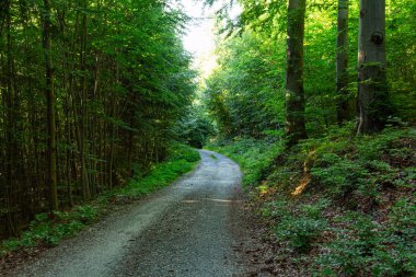 Ormanda Yeşil Ağaçlı Yürüyüş Yolu. Park 'taki güzel Alley. Karanlık Orman 'ın Yolu
