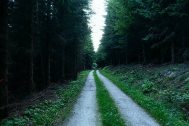 Ormanda Yeşil Ağaçlı Yürüyüş Yolu. Park 'taki güzel Alley. Karanlık Orman 'ın Yolu