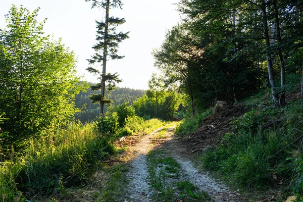 Gyalogút út Zöld Fákkal az erdőben. Gyönyörű sikátor a parkban. Átjáró a sötét erdőn át — Stock Fotó